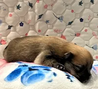Male pomeranian, a male Pomeranian for sale in Phoenix, AZ – 5 of 5