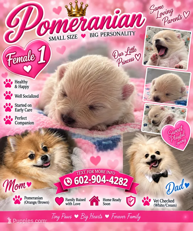Female pomeranian 1 – Pomeranian puppy for sale in Phoenix, AZ