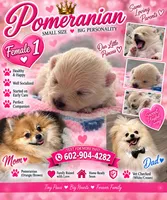 Female pomeranian 1, a female Pomeranian for sale in Phoenix, AZ – 1 of 7