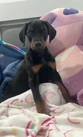 Female dobby, a female Doberman Pinscher for sale in Phoenix, AZ – 5 of 5