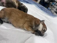 Pomeranian mini, a female Pomeranian for sale in Phoenix, AZ – Photo 3 of 5