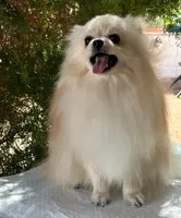 Pomeranian mini, a female Pomeranian for sale in Phoenix, AZ – Photo 4 of 5