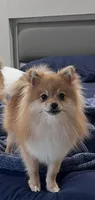 Pomeranian mini, a female Pomeranian for sale in Phoenix, AZ – Photo 2 of 5