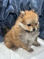 Pomeranian mini, a female Pomeranian for sale in Phoenix, AZ – Photo 5 of 5