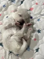 Female pomeranian 1, a female Pomeranian for sale in Phoenix, AZ – 7 of 7