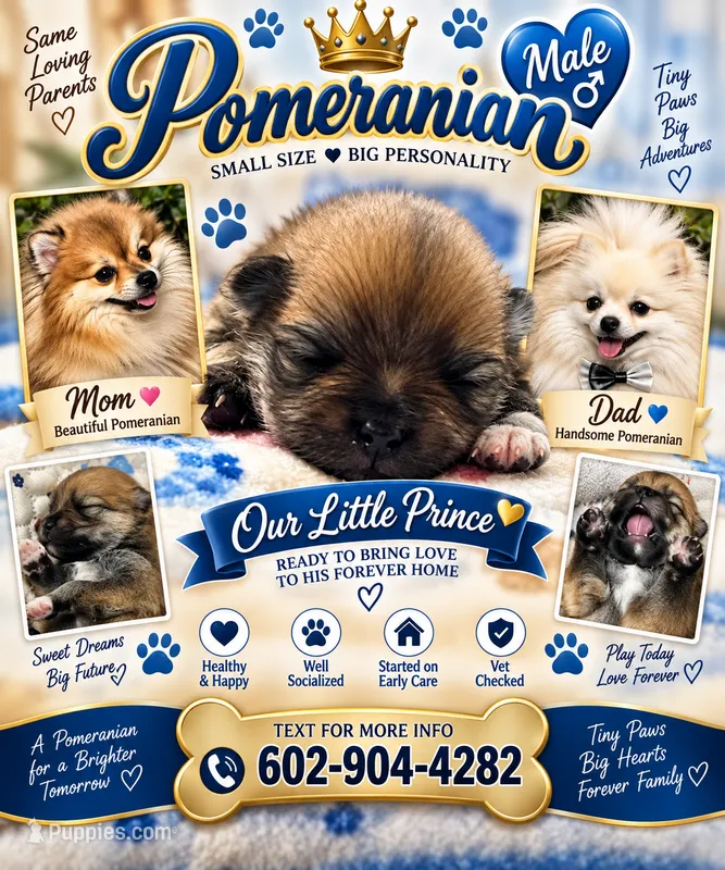 Male pomeranian – Pomeranian puppy for sale in Phoenix, AZ