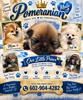 Male pomeranian, a male Pomeranian for sale in Phoenix, AZ – 1 of 5