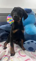 Dobeman male, a male Doberman Pinscher for sale in Phoenix, AZ – 3 of 5
