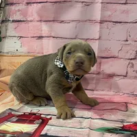 Fawn male, a male Doberman Pinscher for sale in Phoenix, AZ – Photo 3 of 4