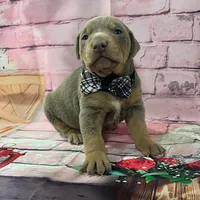 Fawn male, a male Doberman Pinscher for sale in Phoenix, AZ – Photo 1 of 4