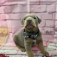 Fawn male, a male Doberman Pinscher for sale in Phoenix, AZ – Photo 2 of 4