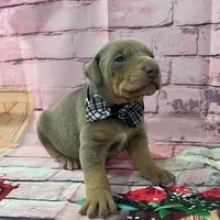 Fawn male, a male Doberman Pinscher for sale in Phoenix, AZ – Photo 4 of 4