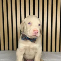 Cream male 3, a male Doberman Pinscher for sale in Phoenix, AZ – Photo 5 of 6