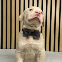 Cream male 3, a male Doberman Pinscher for sale in Phoenix, AZ – Photo 2 of 6