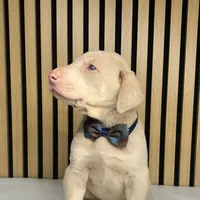 Cream male 3, a male Doberman Pinscher for sale in Phoenix, AZ – Photo 6 of 6