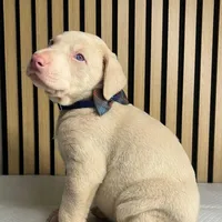 Cream male 3, a male Doberman Pinscher for sale in Phoenix, AZ – Photo 4 of 6