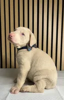 processed/0135e384-7a9e-4fb2-a4b1-1be27803e4ab/listing/c0ccd02c-9517-4caf-9901-c4ead57d7274/a509dc28-6dea-4519-9091-c1c91848efa1