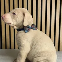 Cream male 3, a male Doberman Pinscher for sale in Phoenix, AZ – Photo 3 of 6