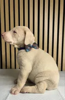 processed/0135e384-7a9e-4fb2-a4b1-1be27803e4ab/listing/c0ccd02c-9517-4caf-9901-c4ead57d7274/e4ff4386-fd45-46c2-8502-fcc0f95e0095