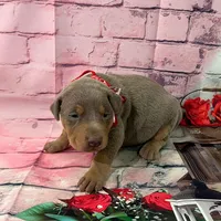 Fawn male, a male Doberman Pinscher for sale in Phoenix, AZ – Photo 3 of 3