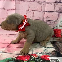 Fawn male, a male Doberman Pinscher for sale in Phoenix, AZ – Photo 2 of 3