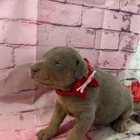 Fawn male, a male Doberman Pinscher for sale in Phoenix, AZ – Photo 1 of 3