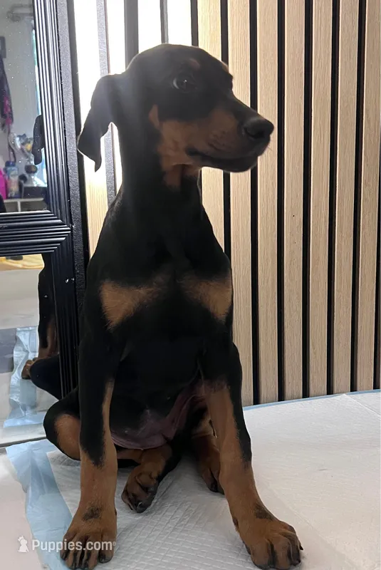 Female doberman