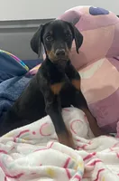 Dobeman male, a male Doberman Pinscher for sale in Phoenix, AZ – 2 of 5