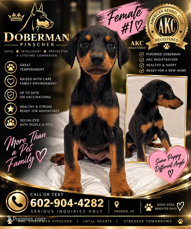 Female Dobbie #1 – Doberman Pinscher puppy for sale in Phoenix, AZ