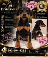 Female Dobbie #1, a female Doberman Pinscher for sale in Phoenix, AZ – 1 of 1