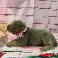 Fawn female, a female Doberman Pinscher for sale in Phoenix, AZ – Photo 2 of 3