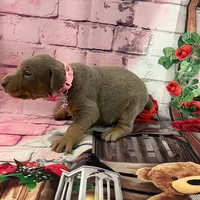 Fawn female, a female Doberman Pinscher for sale in Phoenix, AZ – Photo 3 of 3