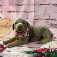 Fawn female, a female Doberman Pinscher for sale in Phoenix, AZ – Photo 1 of 3