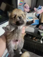 Male pomeranian, a male Pomeranian for sale in Phoenix, AZ – 4 of 4