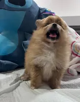 Pomeranian, a male Pomeranian for sale in Phoenix, AZ – 2 of 3