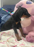 Female dobby, a female Doberman Pinscher for sale in Phoenix, AZ – 3 of 5