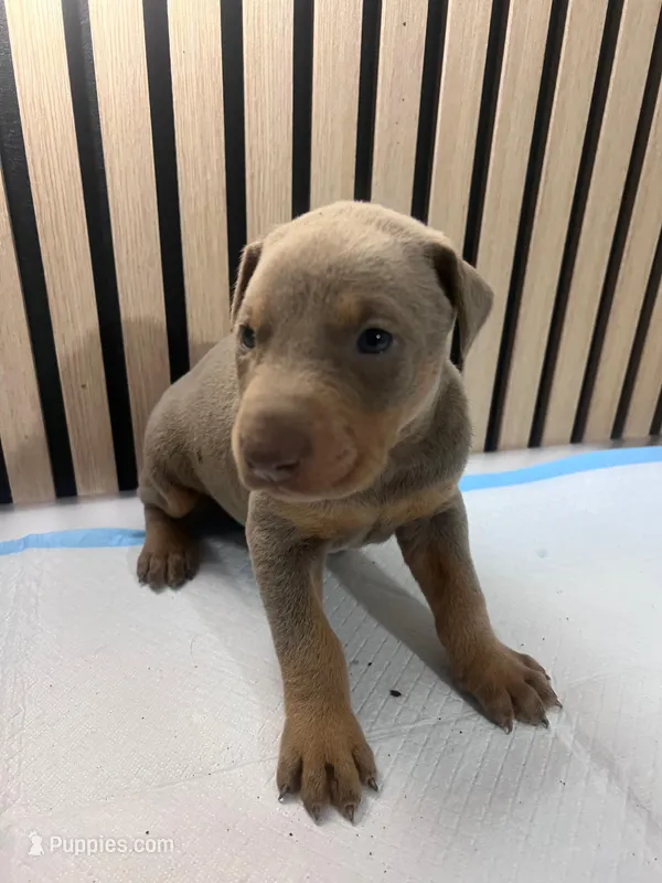 Fawn female 2, a female Doberman Pinscher for sale in Phoenix, AZ – Photo 1 of 1