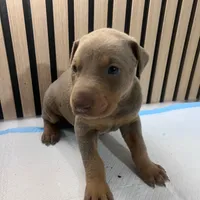 Fawn female 2, a female Doberman Pinscher for sale in Phoenix, AZ – 1 of 1
