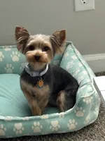 Lily, a female Yorkshire Terrier for sale in Cleveland, OH – 2 of 2