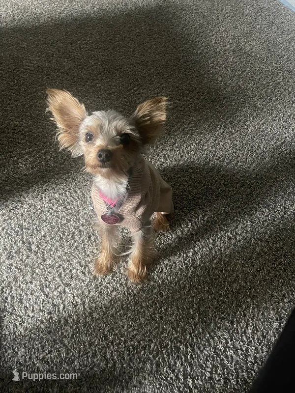 Lily – Yorkshire Terrier puppy for sale in Cleveland, OH
