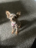 Lily, a female Yorkshire Terrier for sale in Cleveland, OH – 1 of 2