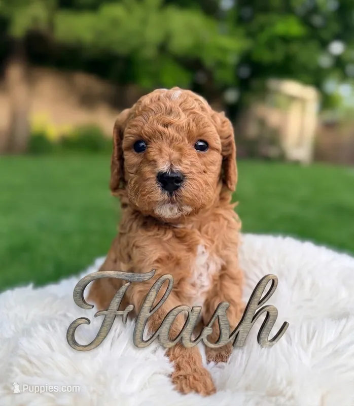 Flash – Goldendoodle puppy for sale in Boise, ID