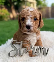 Storm , a male Goldendoodle for sale in Boise, ID – 1 of 2