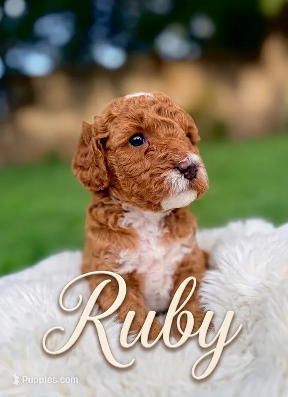 Ruby – Goldendoodle puppy for sale in Boise, ID