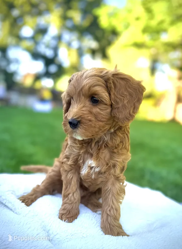 Dash – Goldendoodle puppy for sale in Boise, ID