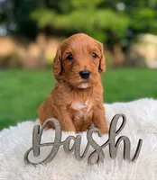 Dash, a male Goldendoodle for sale in Boise, ID – 1 of 2