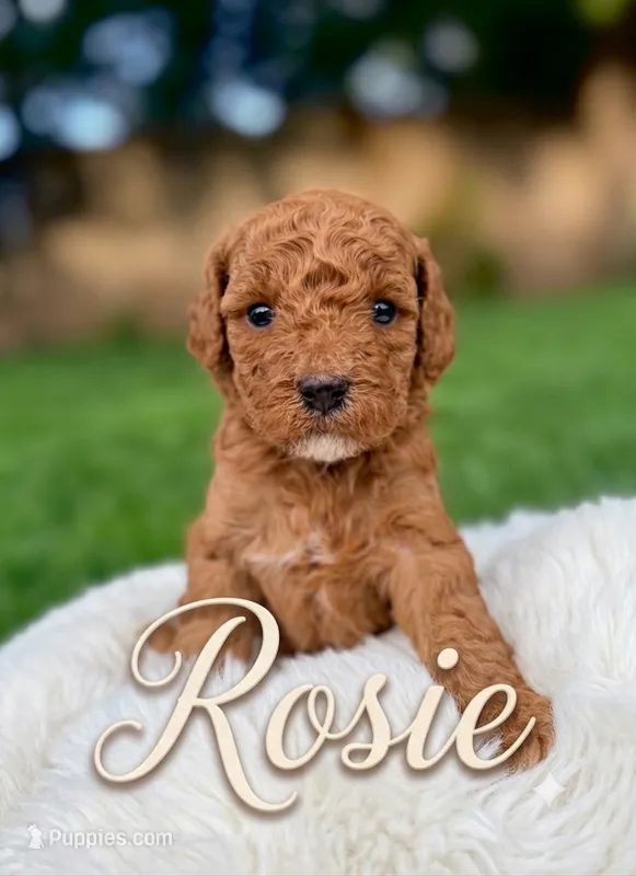 Rosie – Goldendoodle puppy for sale in Boise, ID