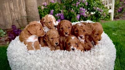 Flash, a male Goldendoodle for sale in Boise, ID – 2 of 2
