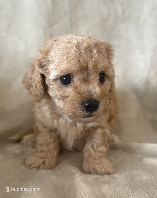 Toffee – Maltipoo puppy for sale in Jonesboro, AR