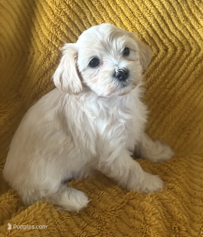 Cookie  – Maltipoo puppy for sale in Jonesboro, AR